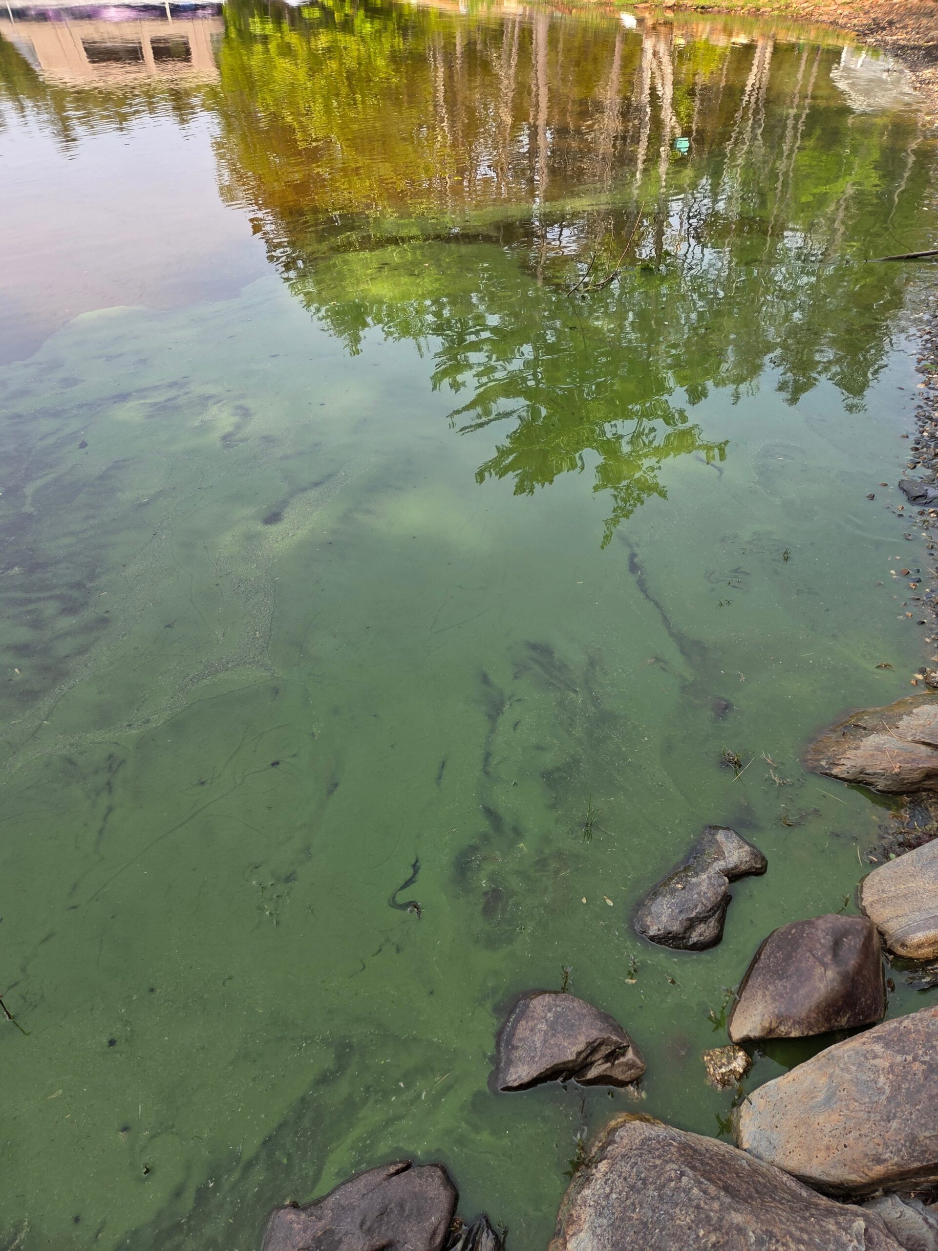 There has been a report of blue-green algae at the following location