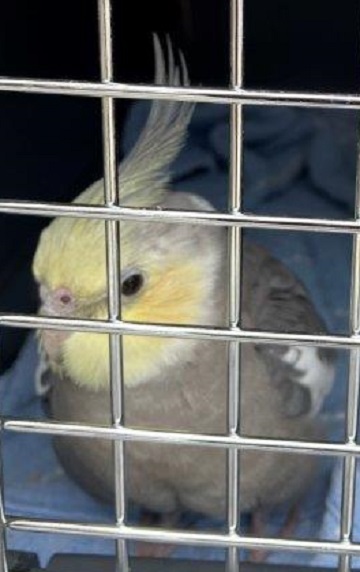 Found pets currently in the care of Halifax Animal Services