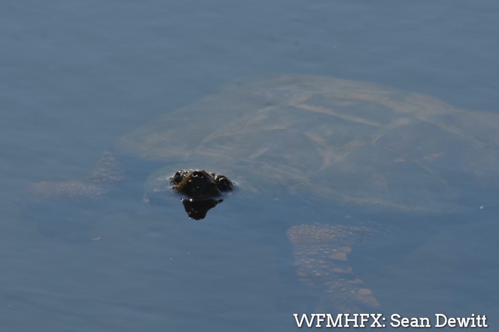 Goals of the Nova Scotia Turtle Patrol