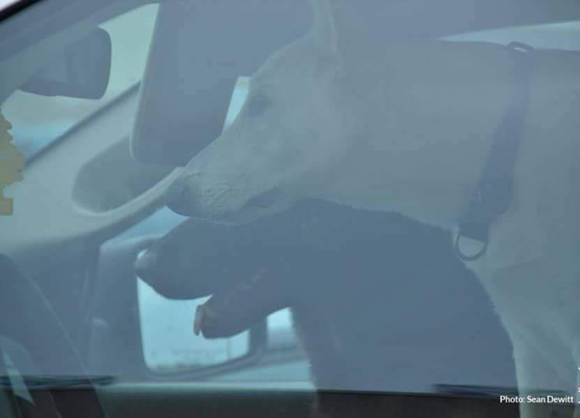 Tips for summer pet safety