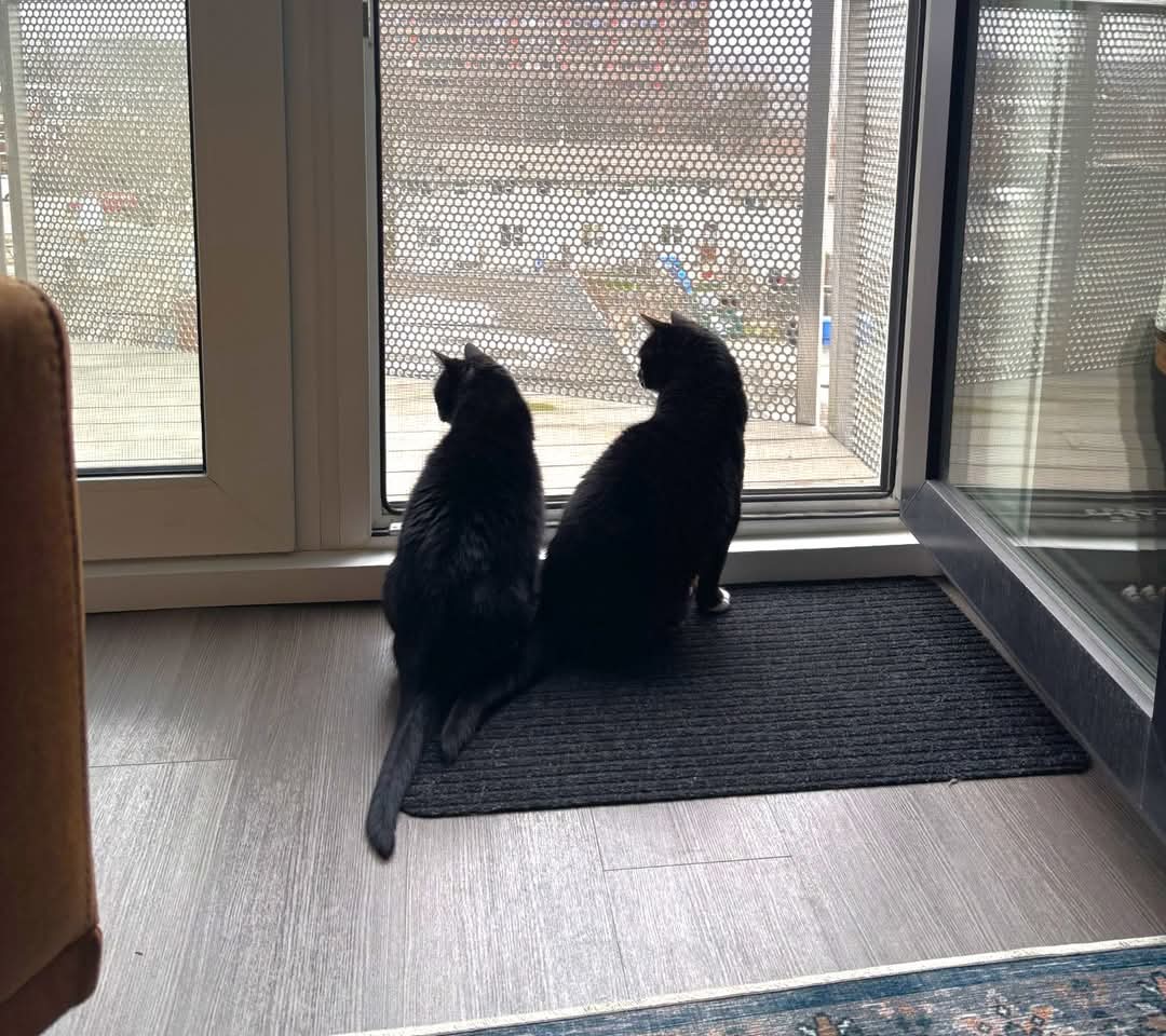 NS SPCA Adoptable - Allie and Abbie