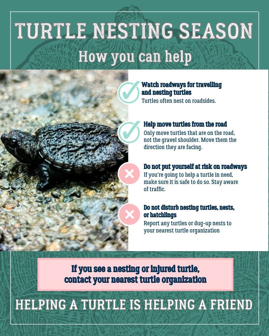 Some handy turtle nesting tips via the NS Turtle Patrol