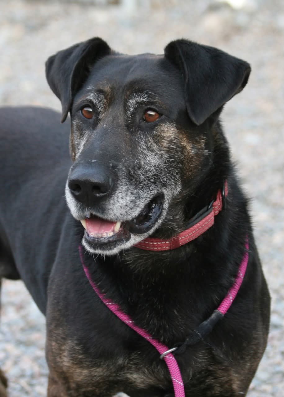 NS SPCA Adoptable - Benedict