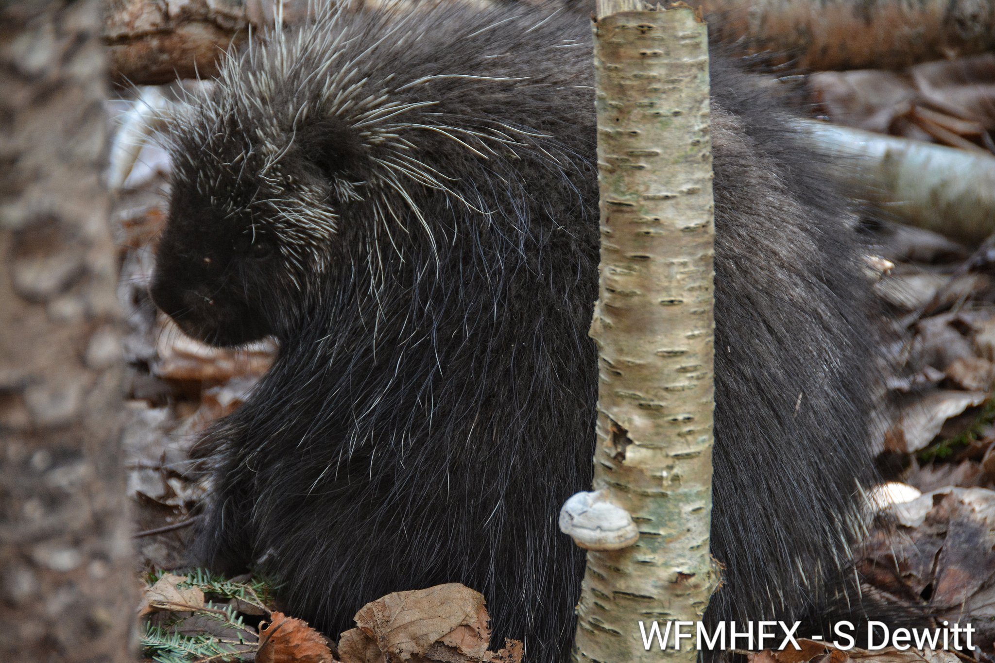 Help an injured animal - Report to Hope for Wildlife