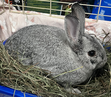 Found pets currently in the care of Halifax Animal Services