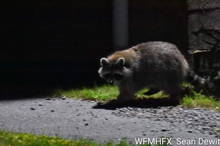 Unsecured green bins are deadly for wildlife