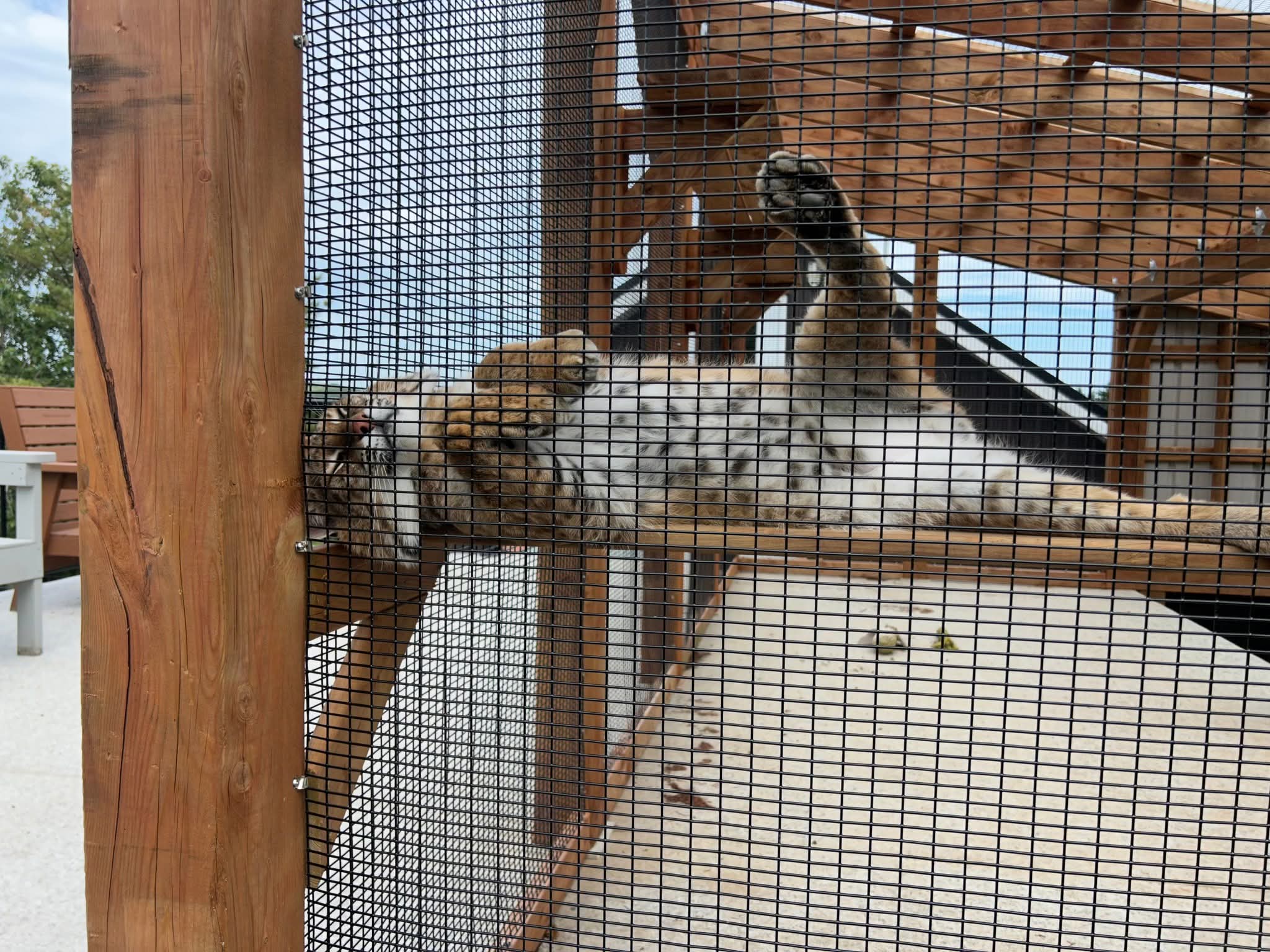 Professional sleeper. Do not attempt! Meet Jessie at the Hope for Wildlife weekend Open House 