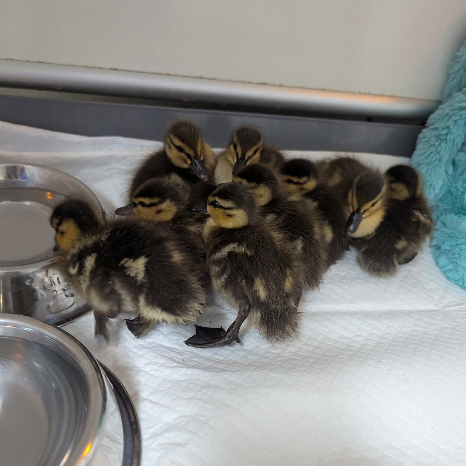 So many ducklings!