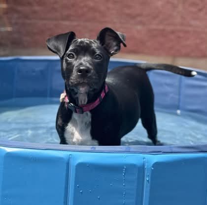 NS SPCA - Today’s tips are about life jackets and water safety