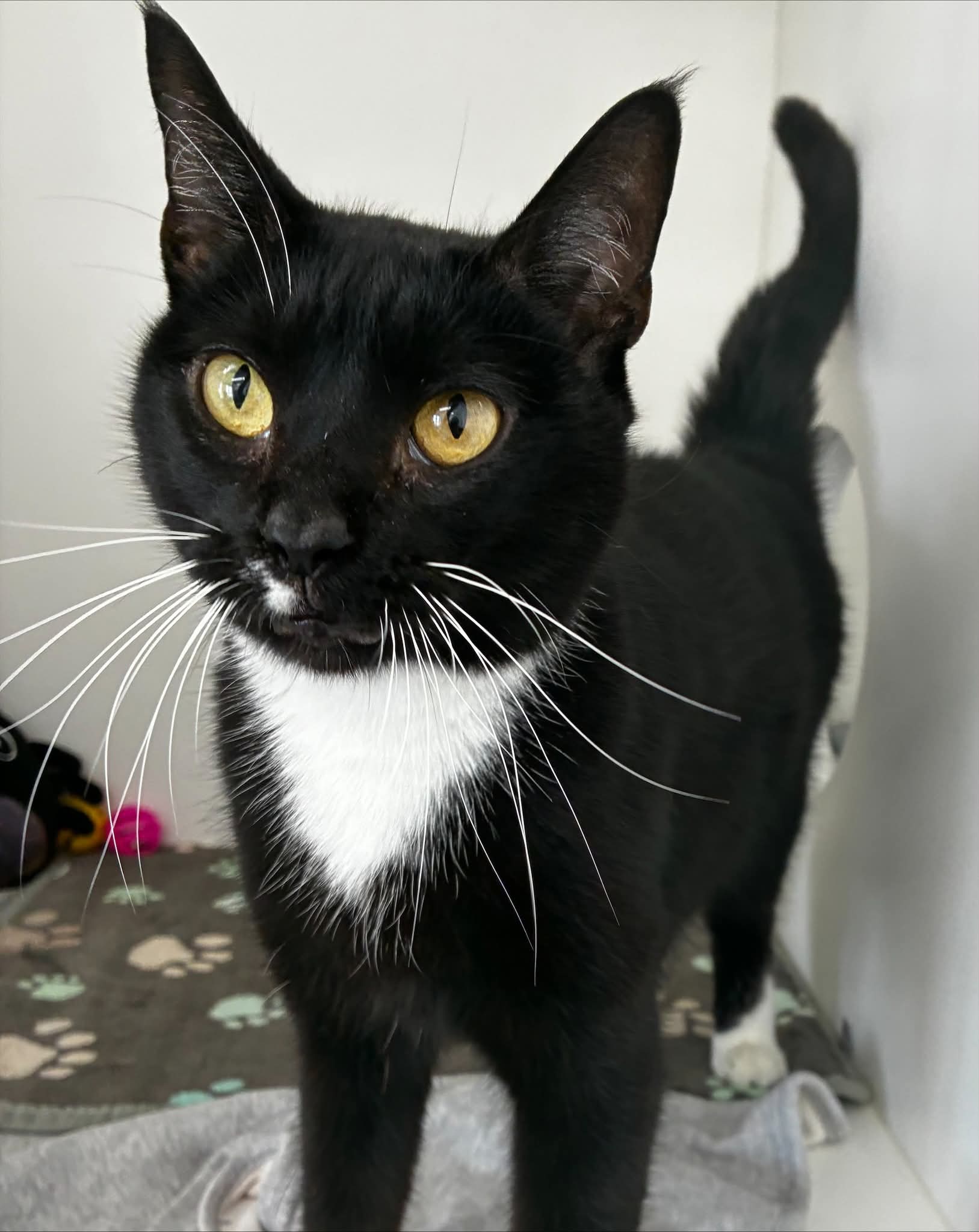 NS SPCA Adoptable - Gizmo