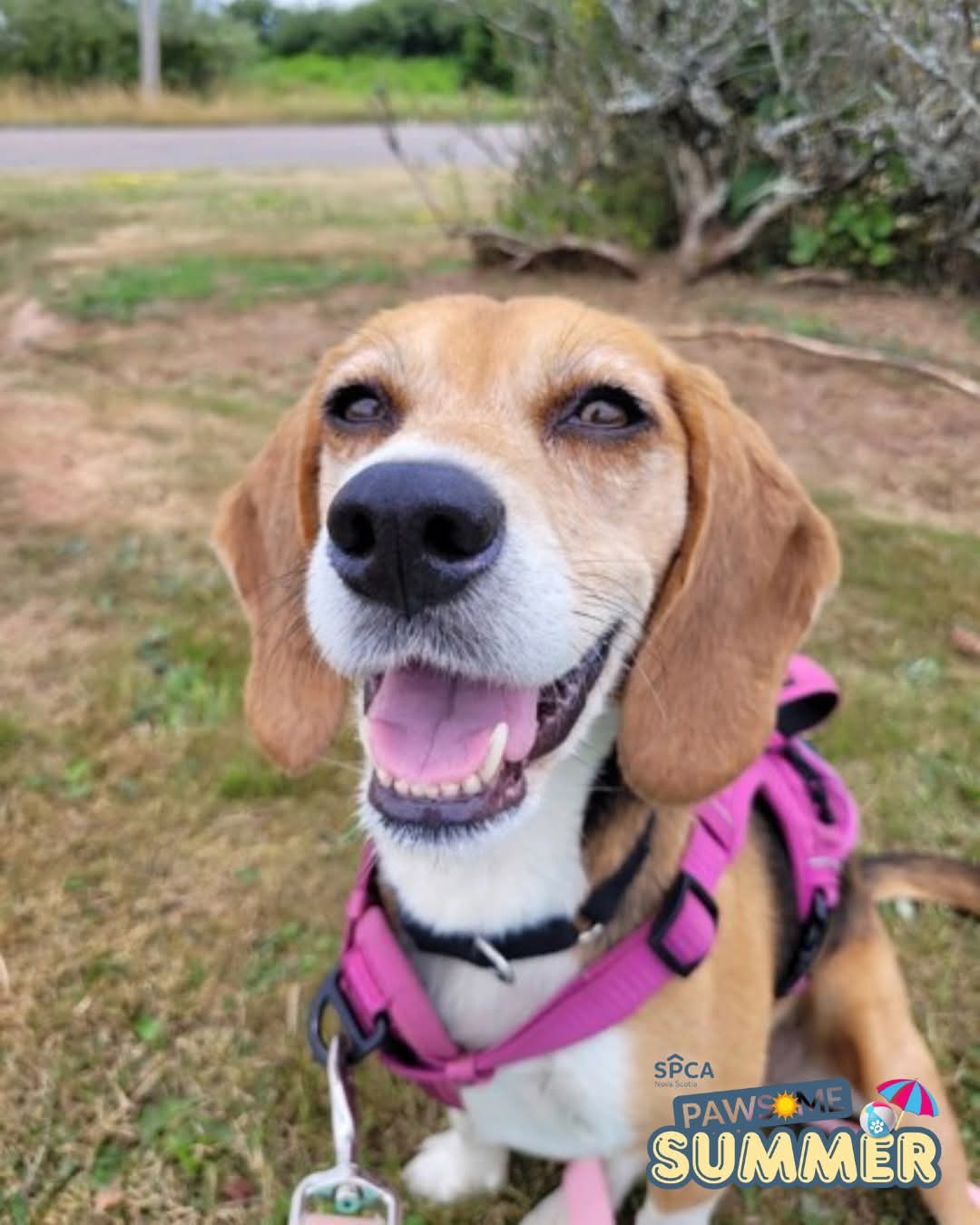 Juniper's bringing a tip for fur parents as part of our ‘Pawsome Summer’ campaign