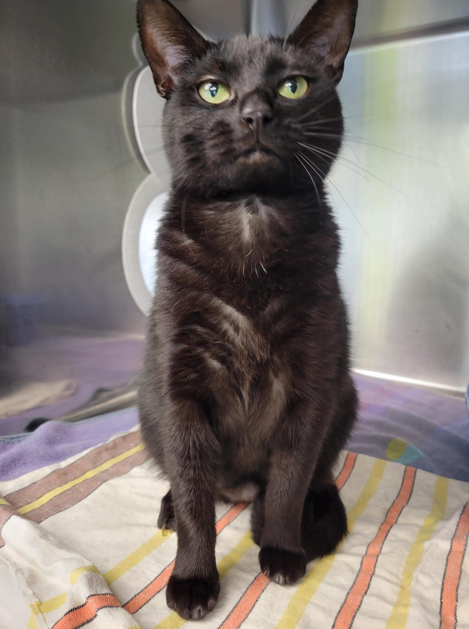 NS SPCA Adoptable - Pika