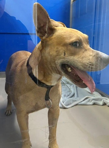 Found pets currently in the care of Halifax Animal Services