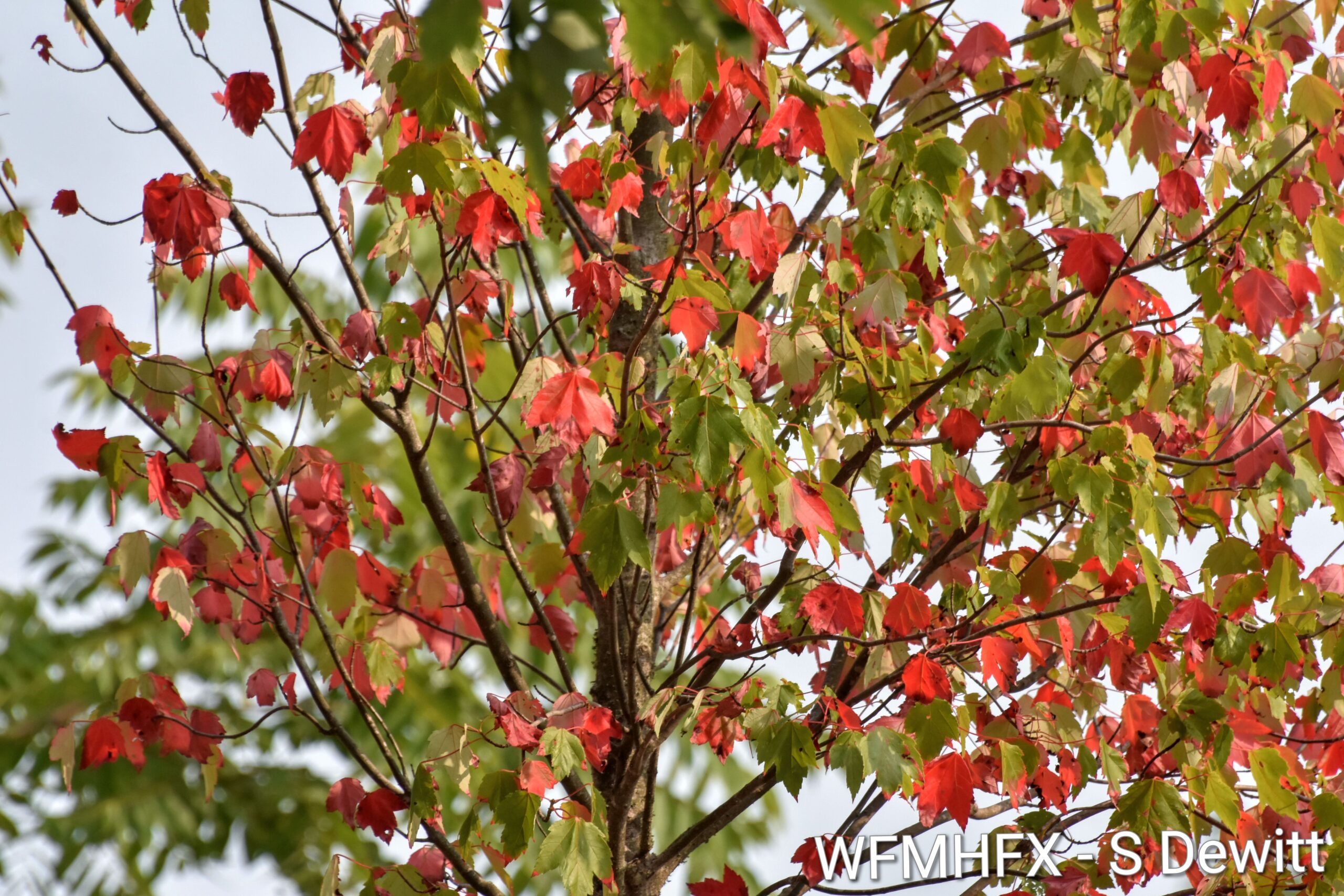 2025 Municipal Tree Giveaway Events