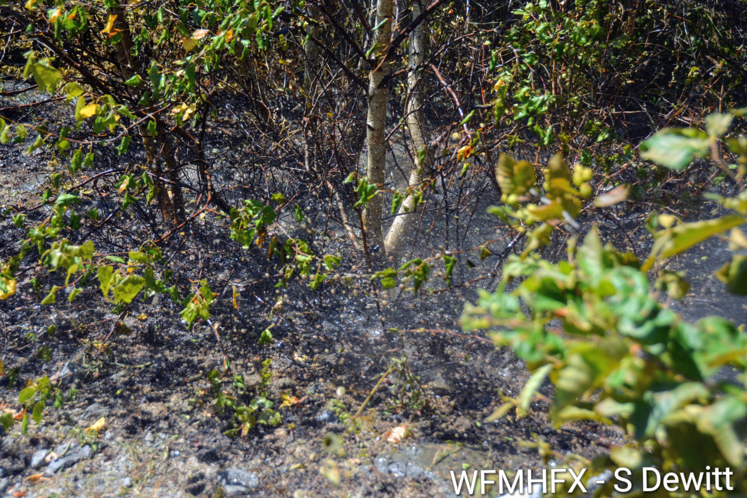 Repost - Forested areas and forested parks closed, provincial burn ban and voluntary water conservation in HRM / Fireworks ban