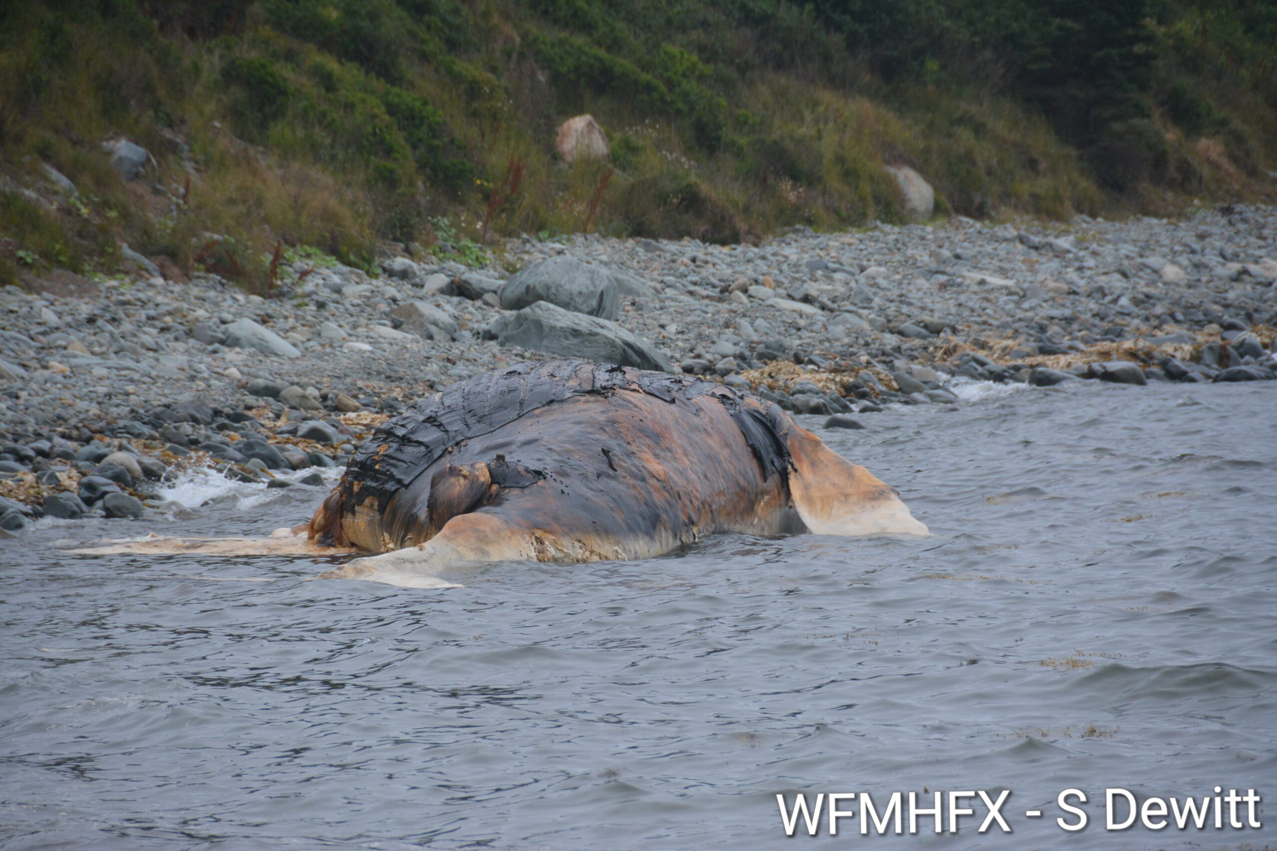 Disturbing images - deceased whale washes ashore in Cow Bay