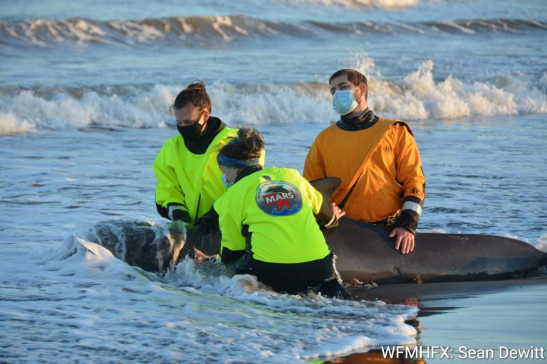 ABOUT THE MARINE ANIMAL RESPONSE SOCIETY