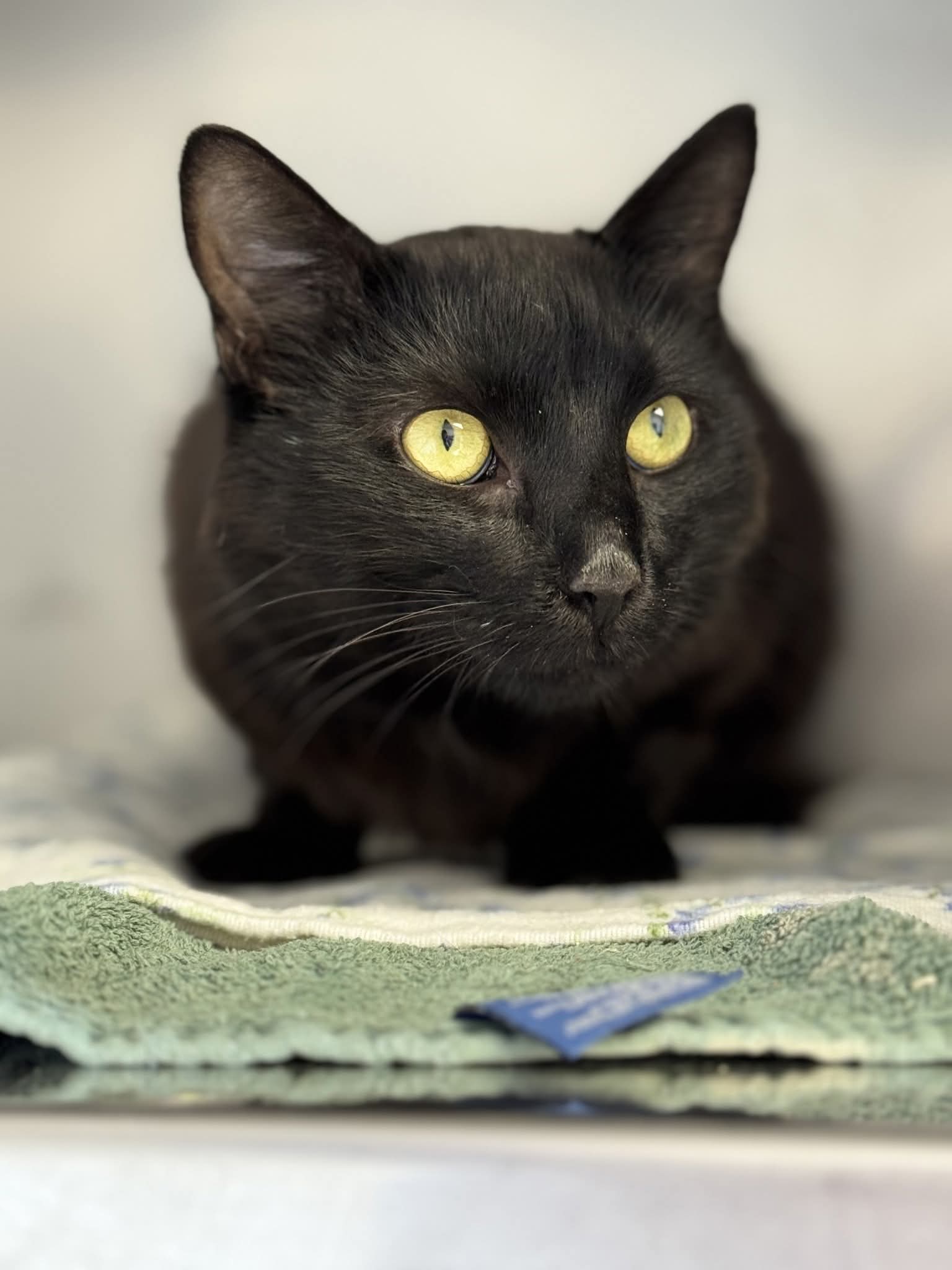 Oh no! Sweet Slinky notice we are running low on some dry cat food! 