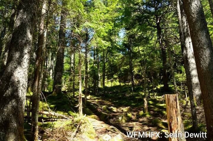 Travel, Activities in Woods Restricted to Prevent Wildfires