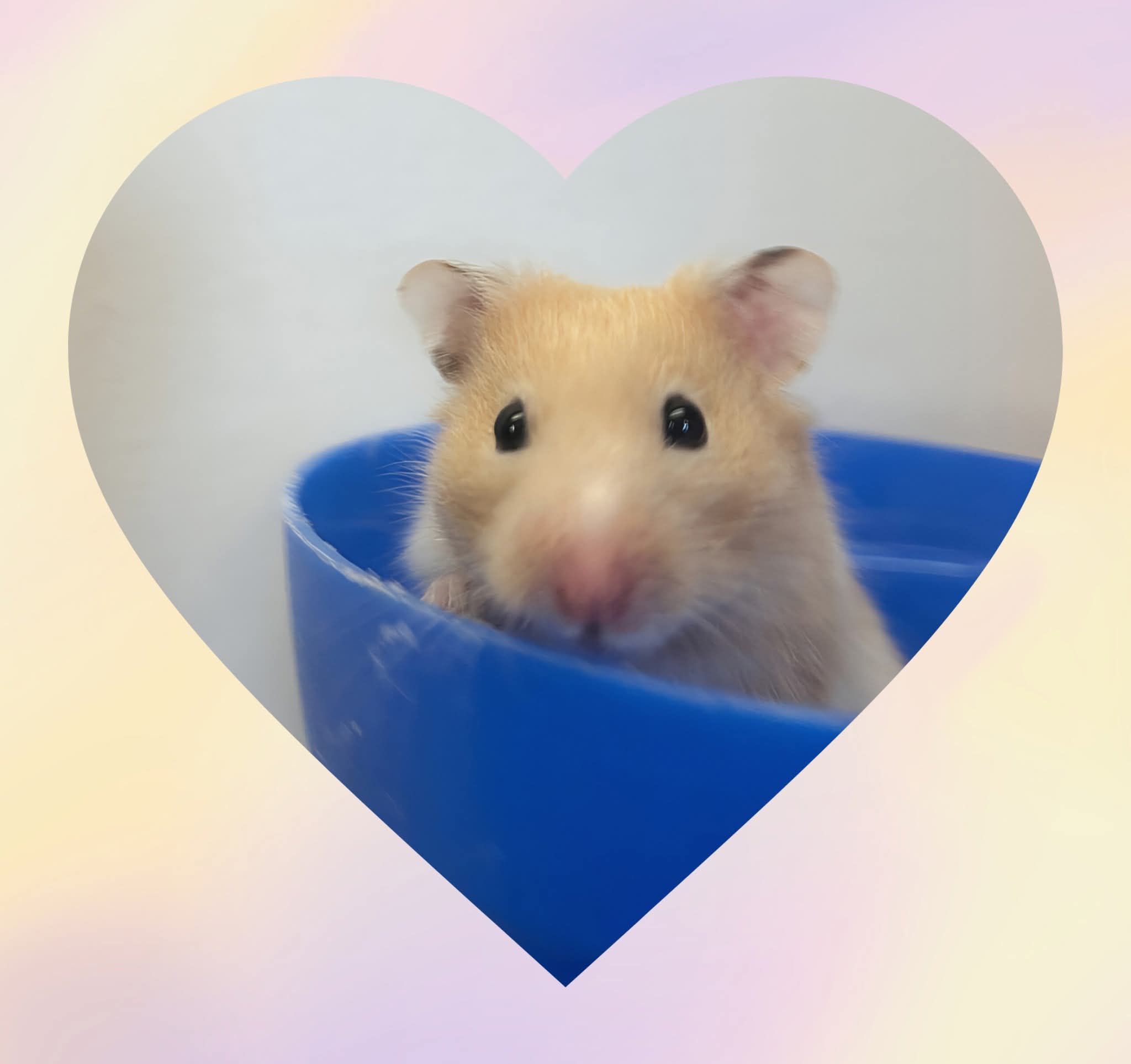 NS SPCA Adoptable - Zazir