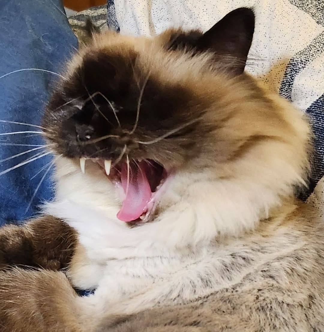 Today is International Cat Day