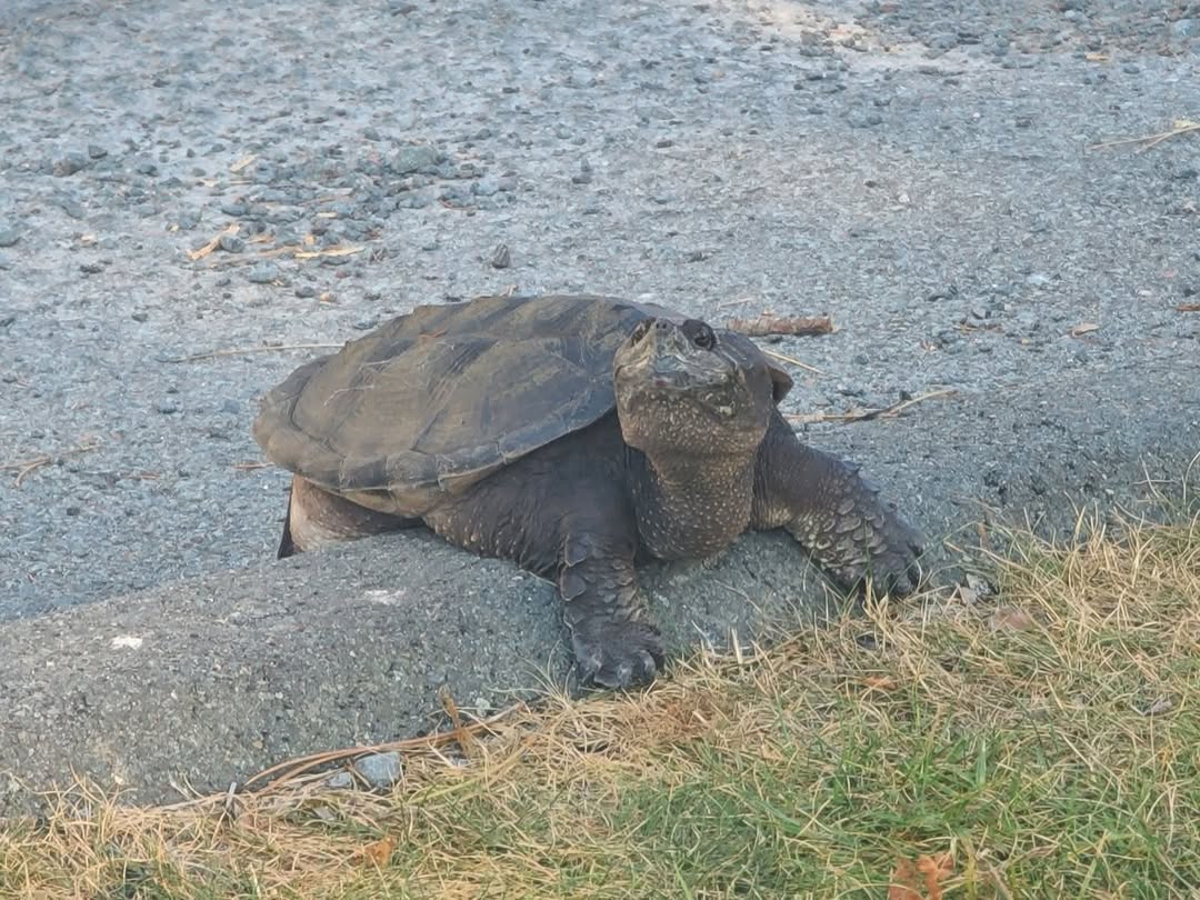 Help the Turtle Patrol find lost snapper