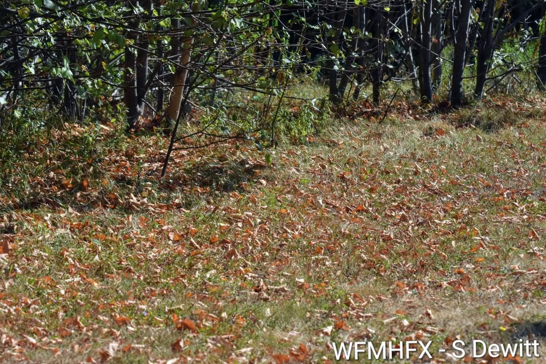 Repost - Forested areas and forested parks closed, provincial burn ban and voluntary water conservation in HRM / Fireworks ban
