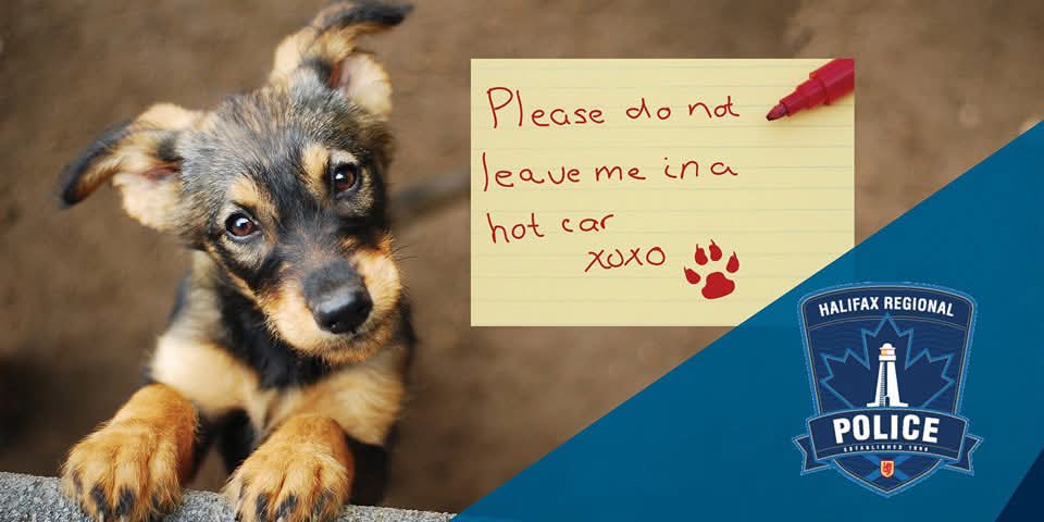 In honour of National Dog Day, HRP reminds citizens to never leave your dog in a hot car