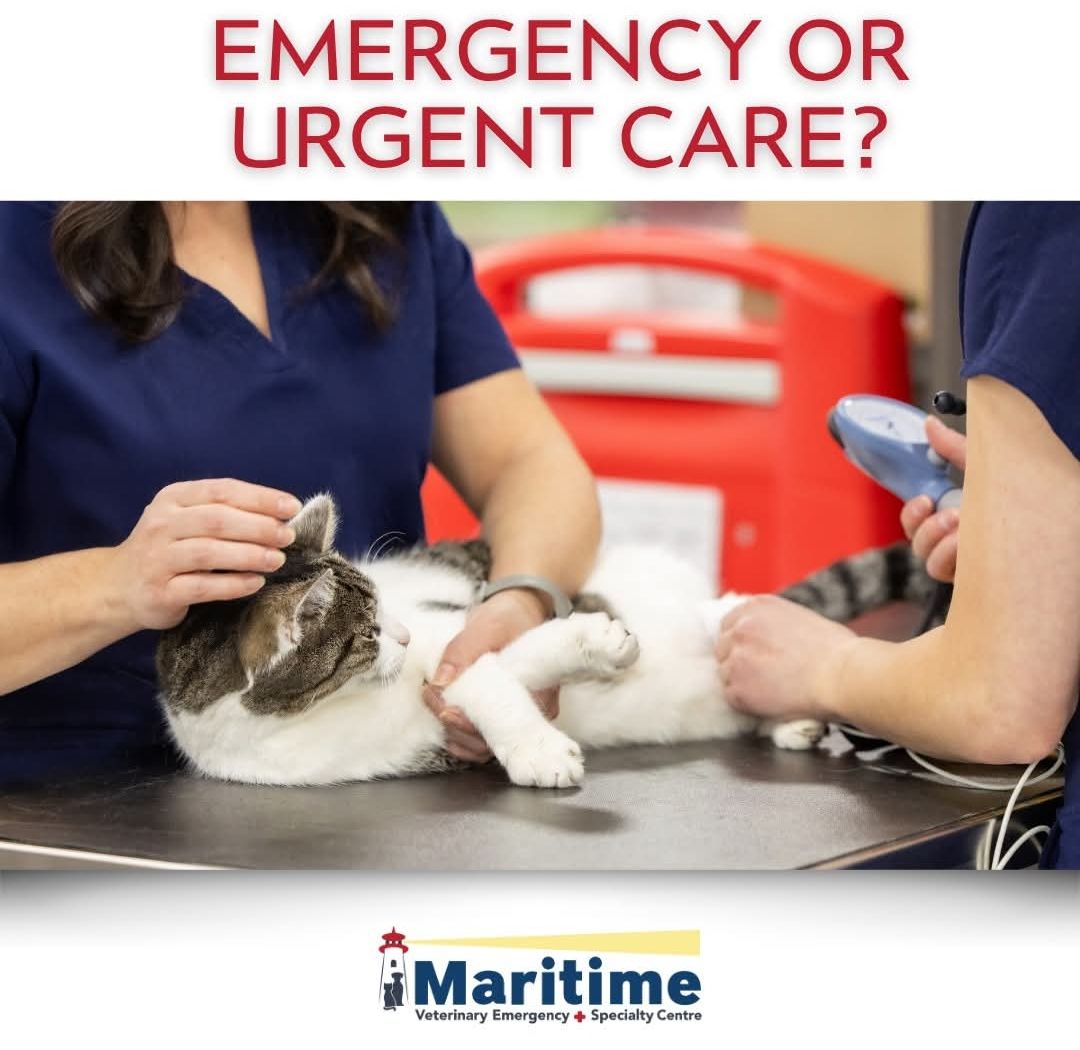 Sometimes it’s hard to know if your companion needs emergency care or if it’s something that can wait for your family vet