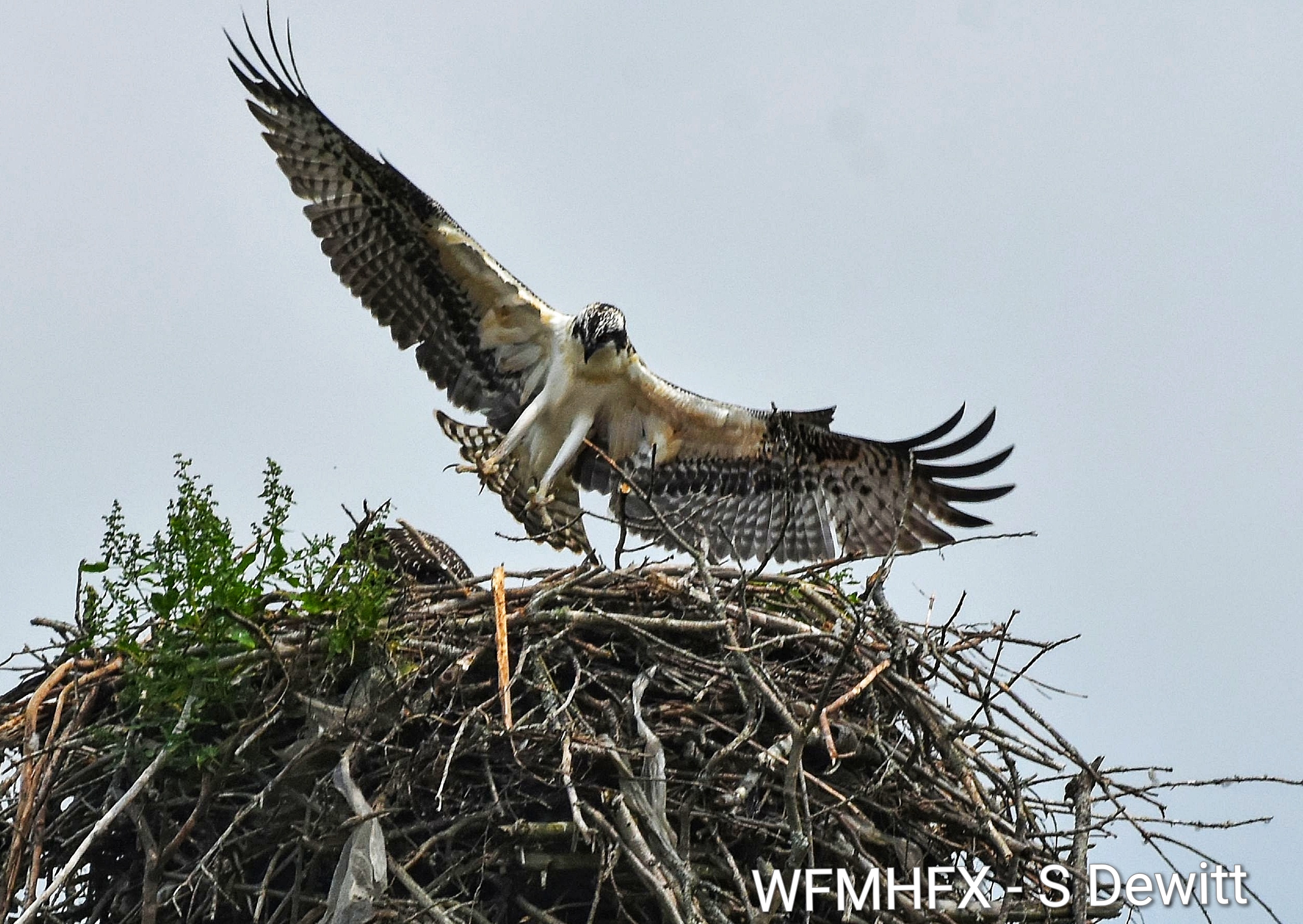 The mighty osprey begin their winter migration