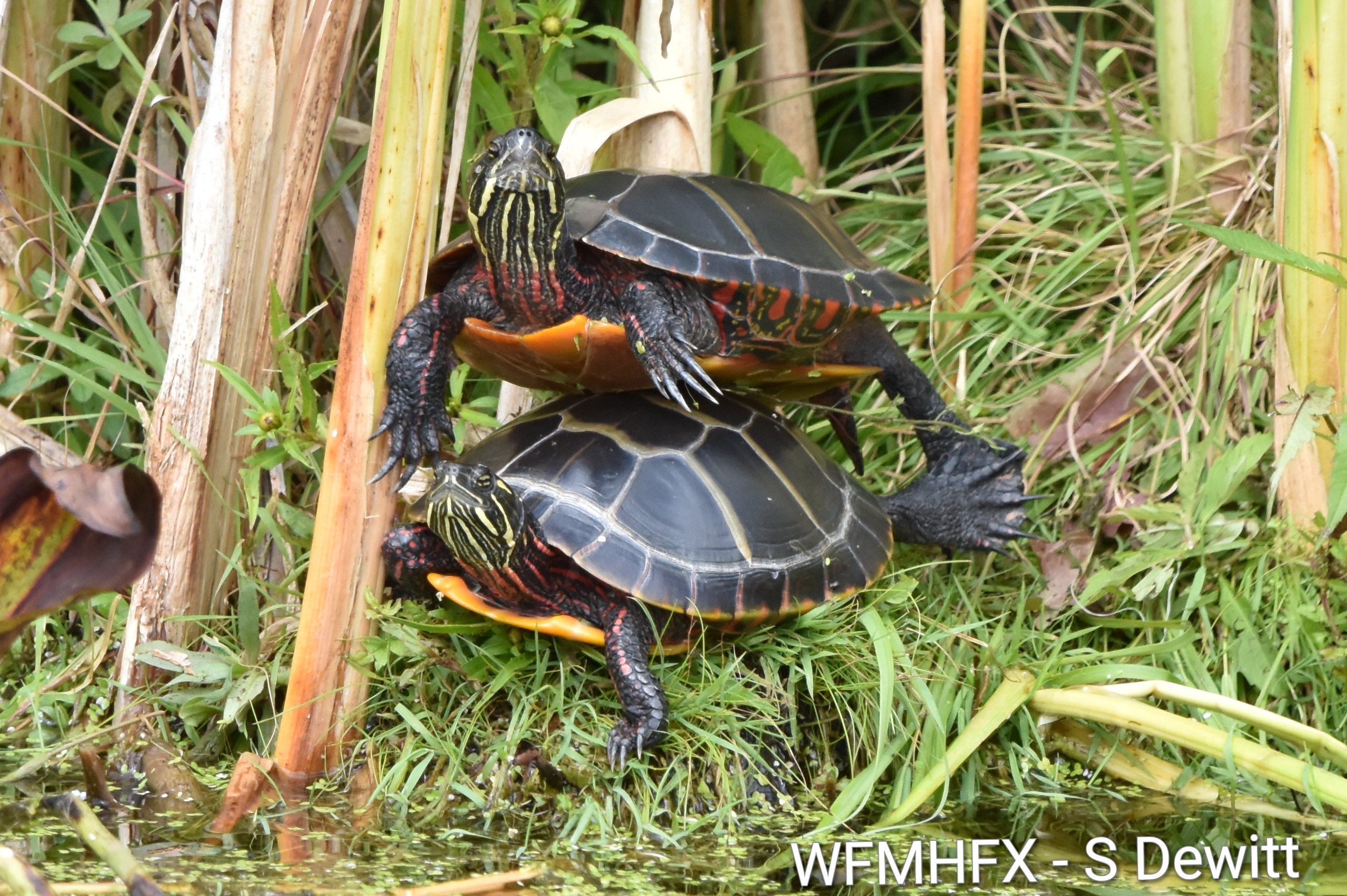 Today is National Wildlife Day!