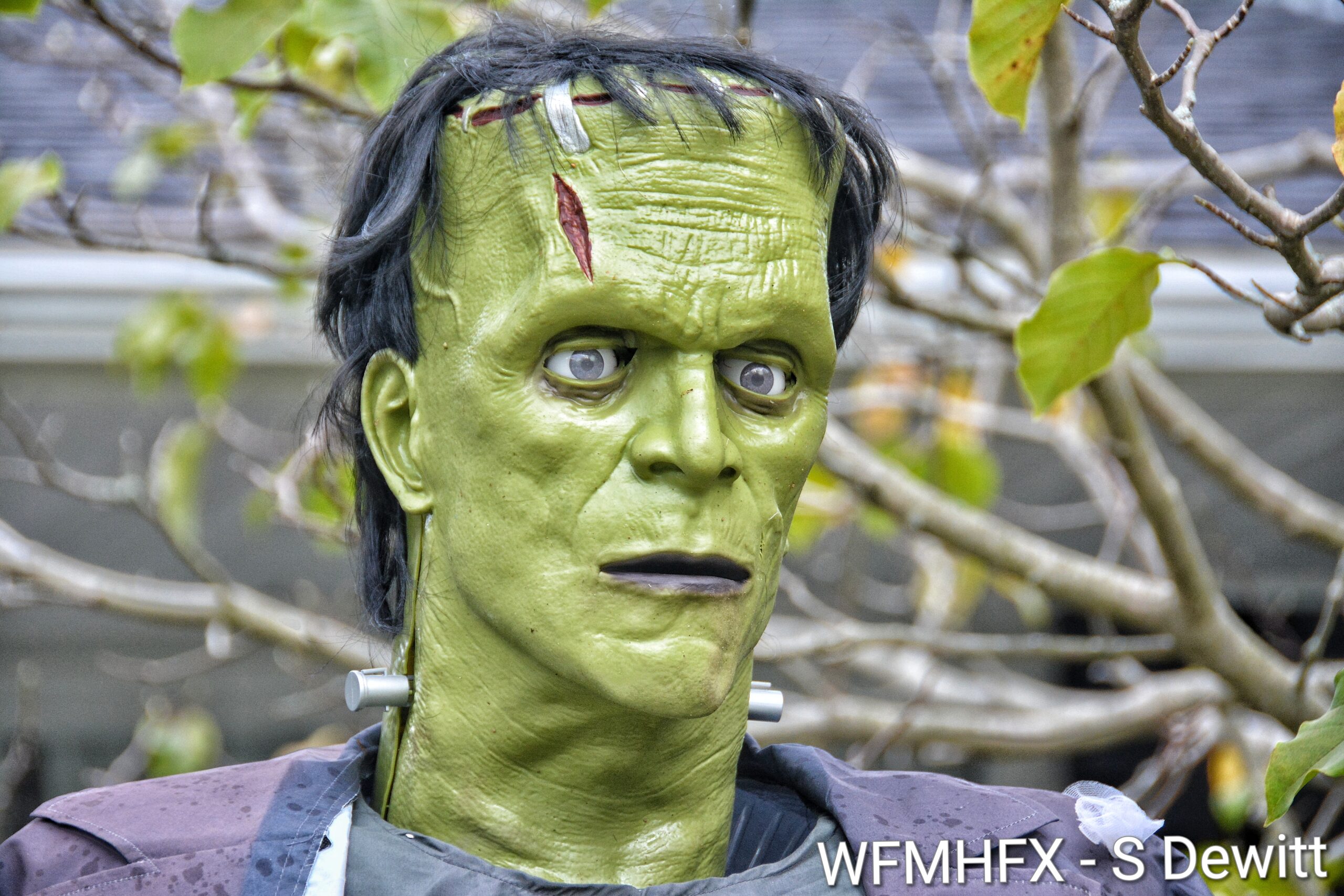 In photos - Monsters are real, and quite frankly, you will feel a sense of fear as you pass through Birchwood Terr in Dartmouth!