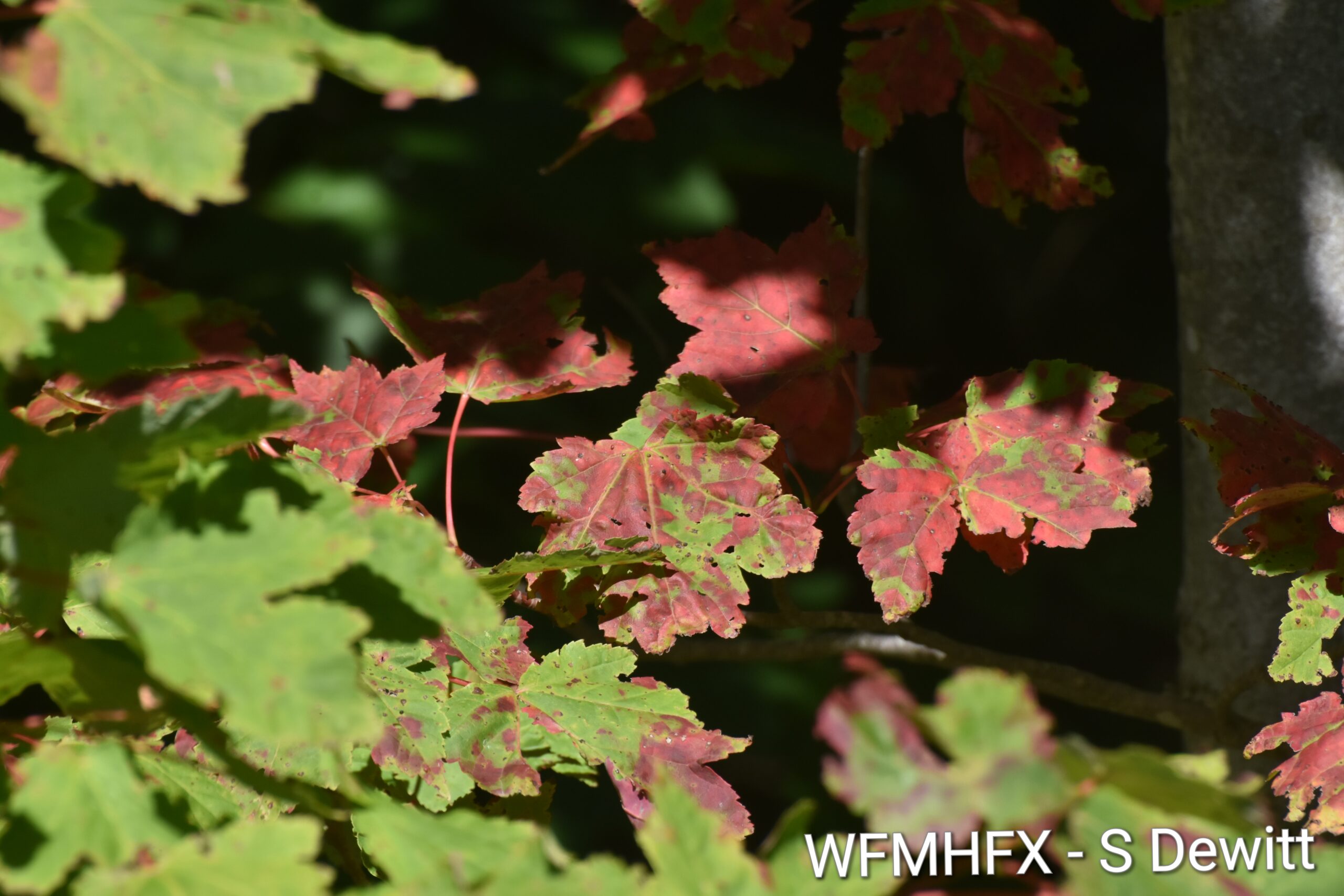 Repost - (Updated) Forested areas and forested parks access changes by county, provincial burn ban and voluntary & mandatory water conservation in HRM / Fireworks ban