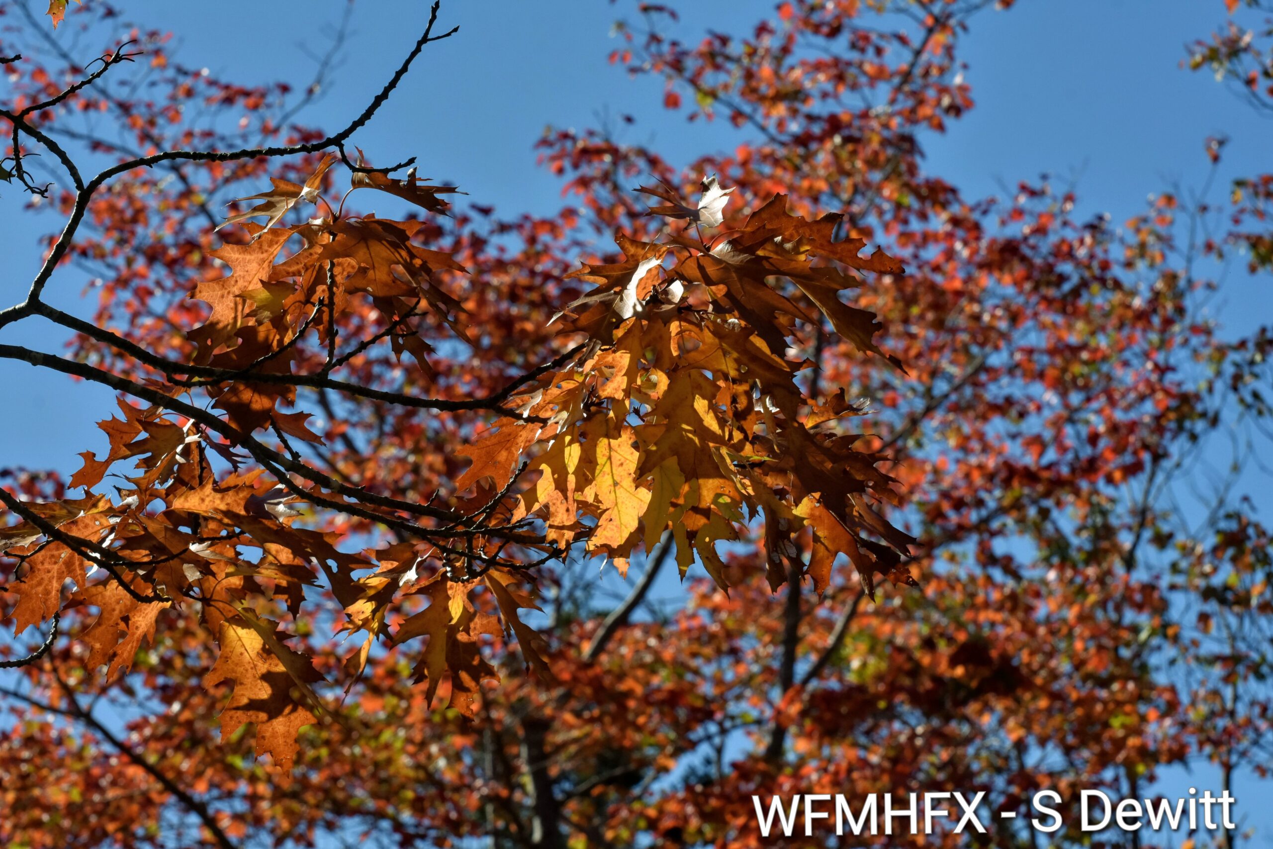 Repost - (Updated) Forested areas and forested parks access changes by county, provincial burn ban changes voluntary & mandatory water conservation in HRM / Fireworks ban