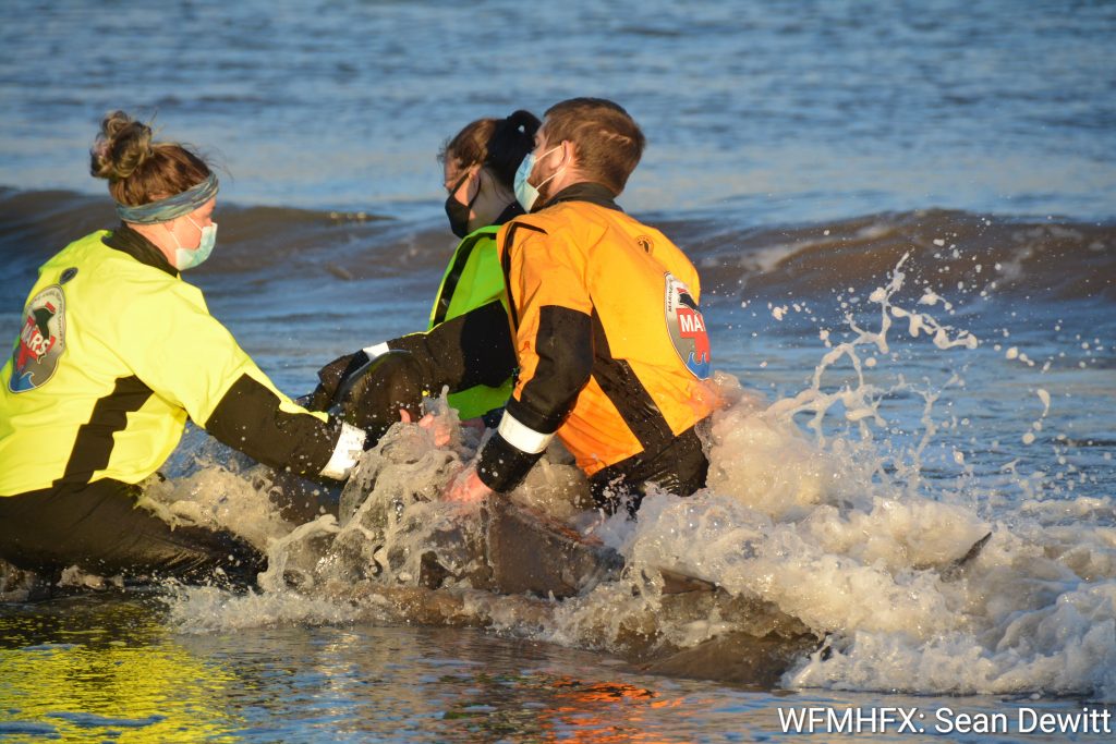 Did you see a marine mammal in trouble? Think before you act.