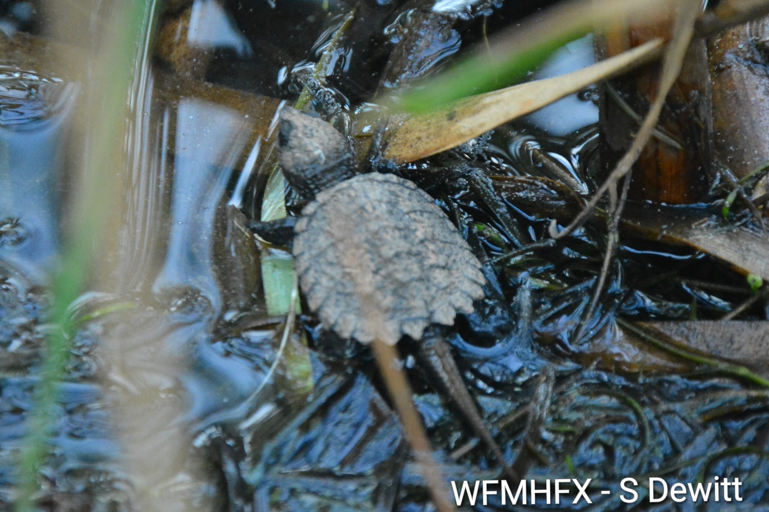 As fall approaches, many turtle nests are beginning to hatch, with new, little dinosaurs scrambling to find water!