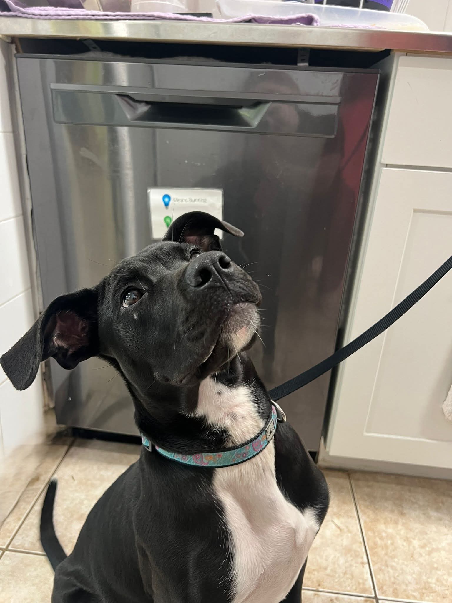 On her way out the door for a walk with our volunteer, Anita overheard staff mention our dishwasher is out of commission