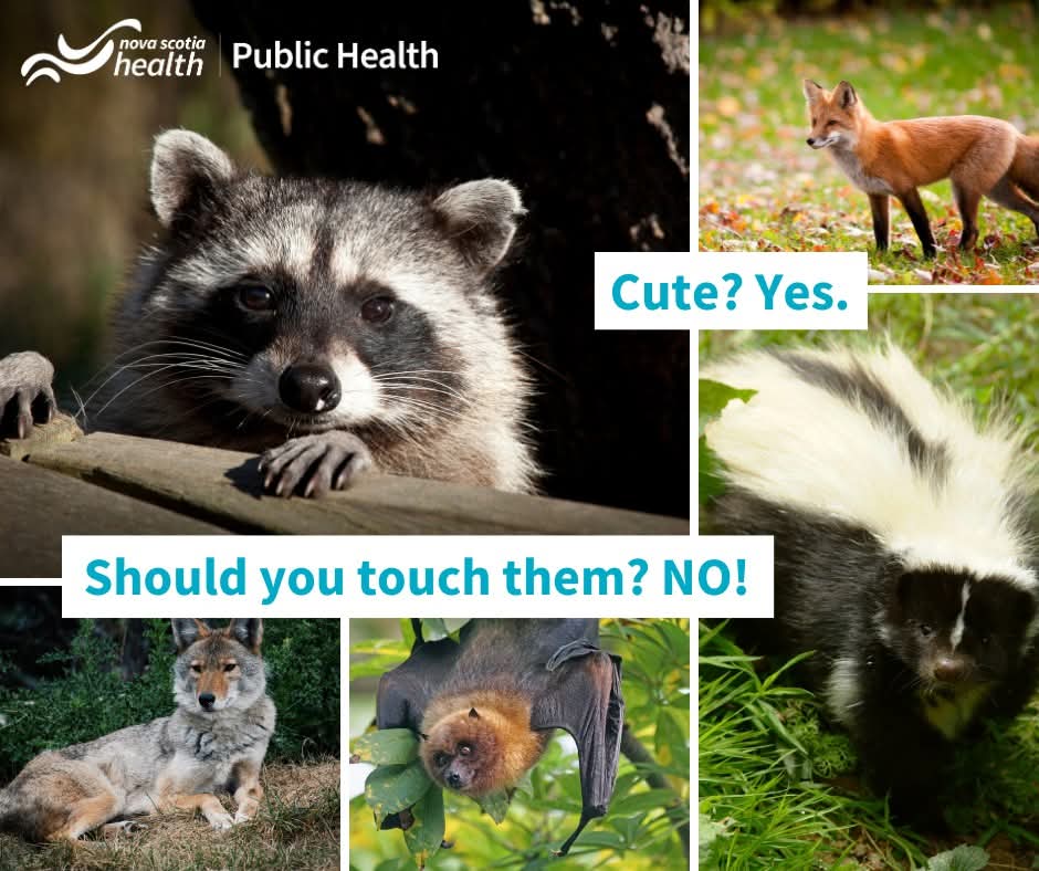 Rabies is a preventable but fatal disease.
