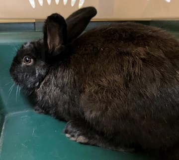Found pets currently in the care of Halifax Animal Services