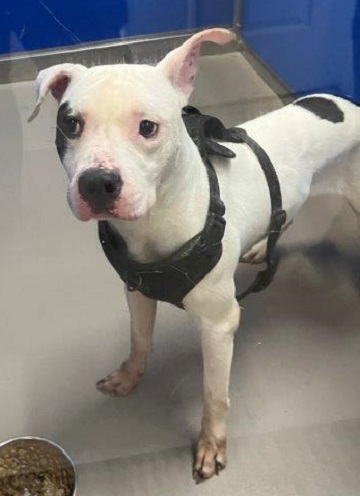 Found pets currently in the care of Halifax Animal Services