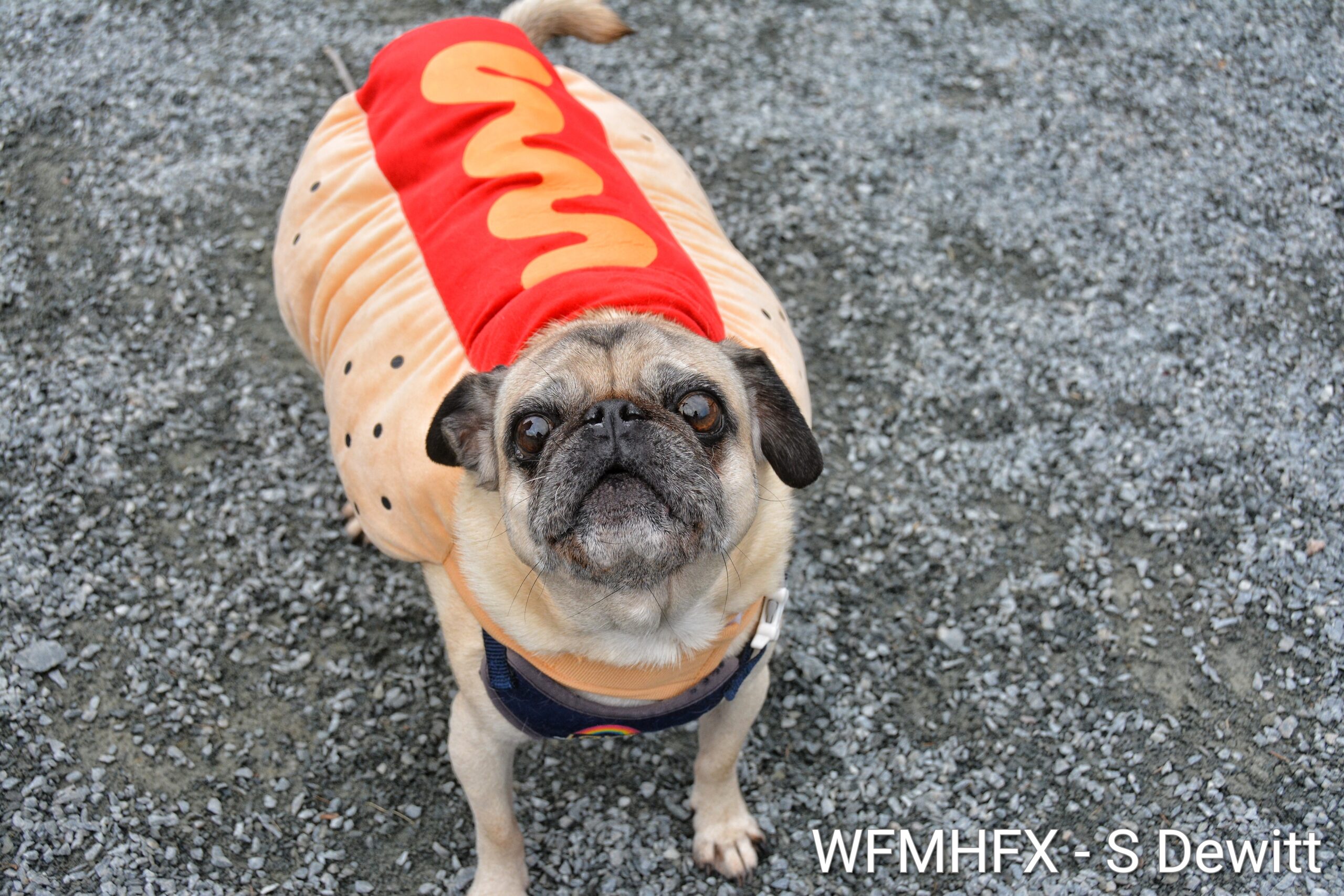 In photos - Words can't describe the awesomeness of the Howl-I-ween dog costume party held today at the new dog park at the, Shearwater Flyer trails!