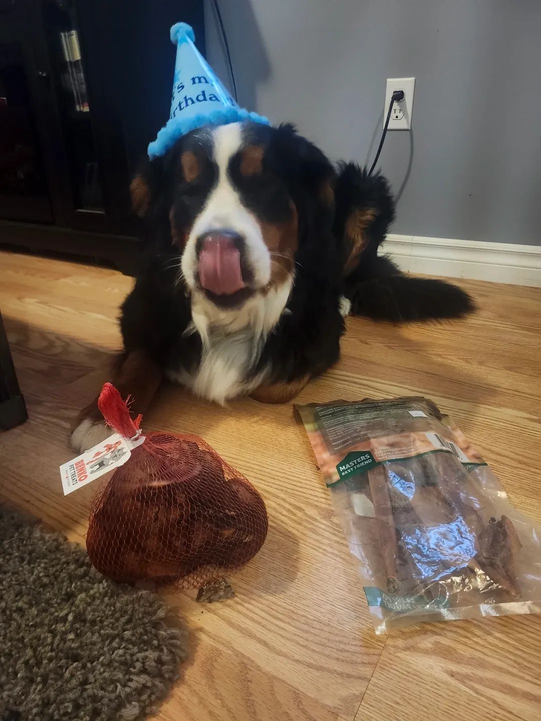 Happy birthday, K9 Annie!