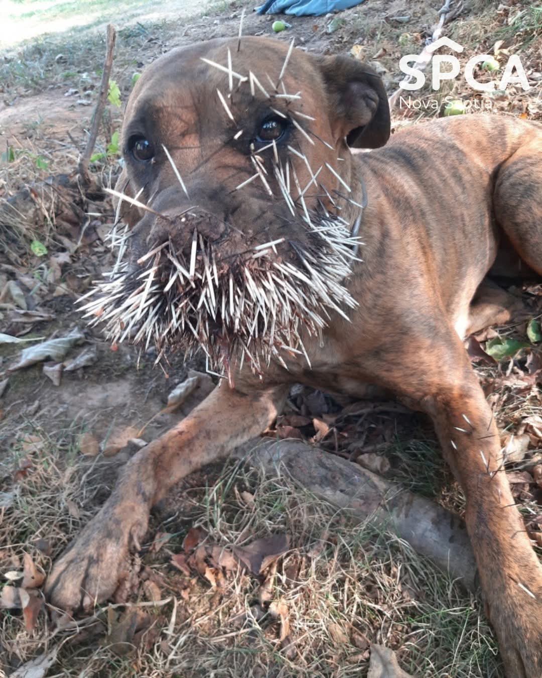 𝟴𝟱𝟮...𝘀𝗼 𝗳𝗮𝗿!  NS SPCA Dartmouth needs your help to help a dog in need
