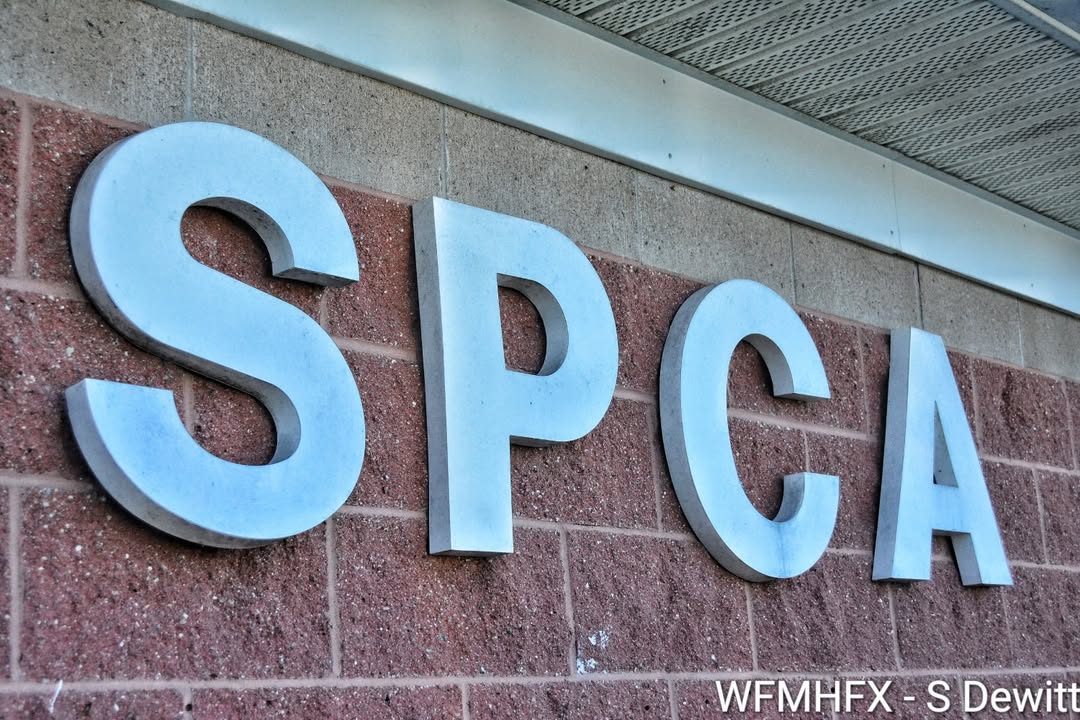 Animal Protection Act Enforcement Results in Large Animal Intake Number at the Nova Scotia SPCA