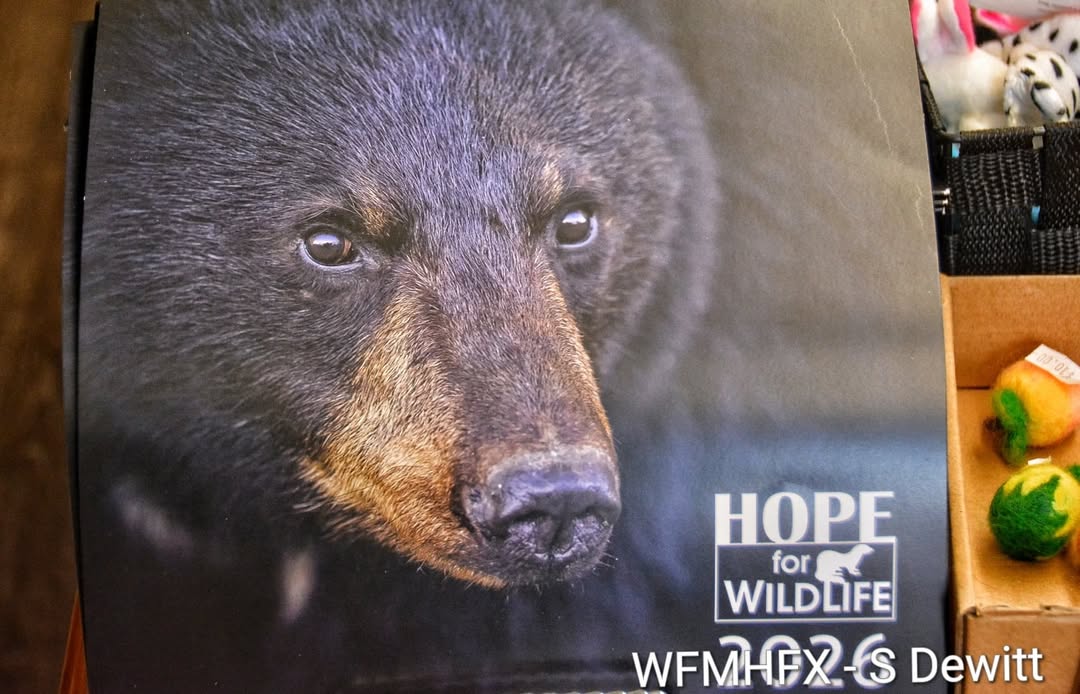 HFW annual calendars are a great way to keep track of important dates while learning a little bit about your wild neighbours
