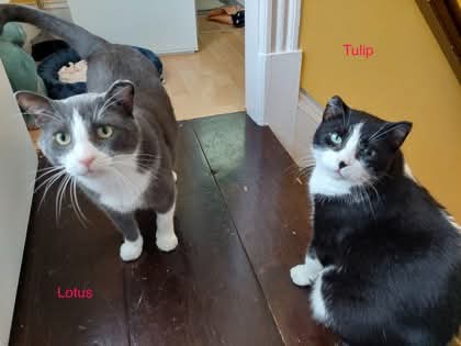 NS SPCA Adoptable - Tulip and Lotus