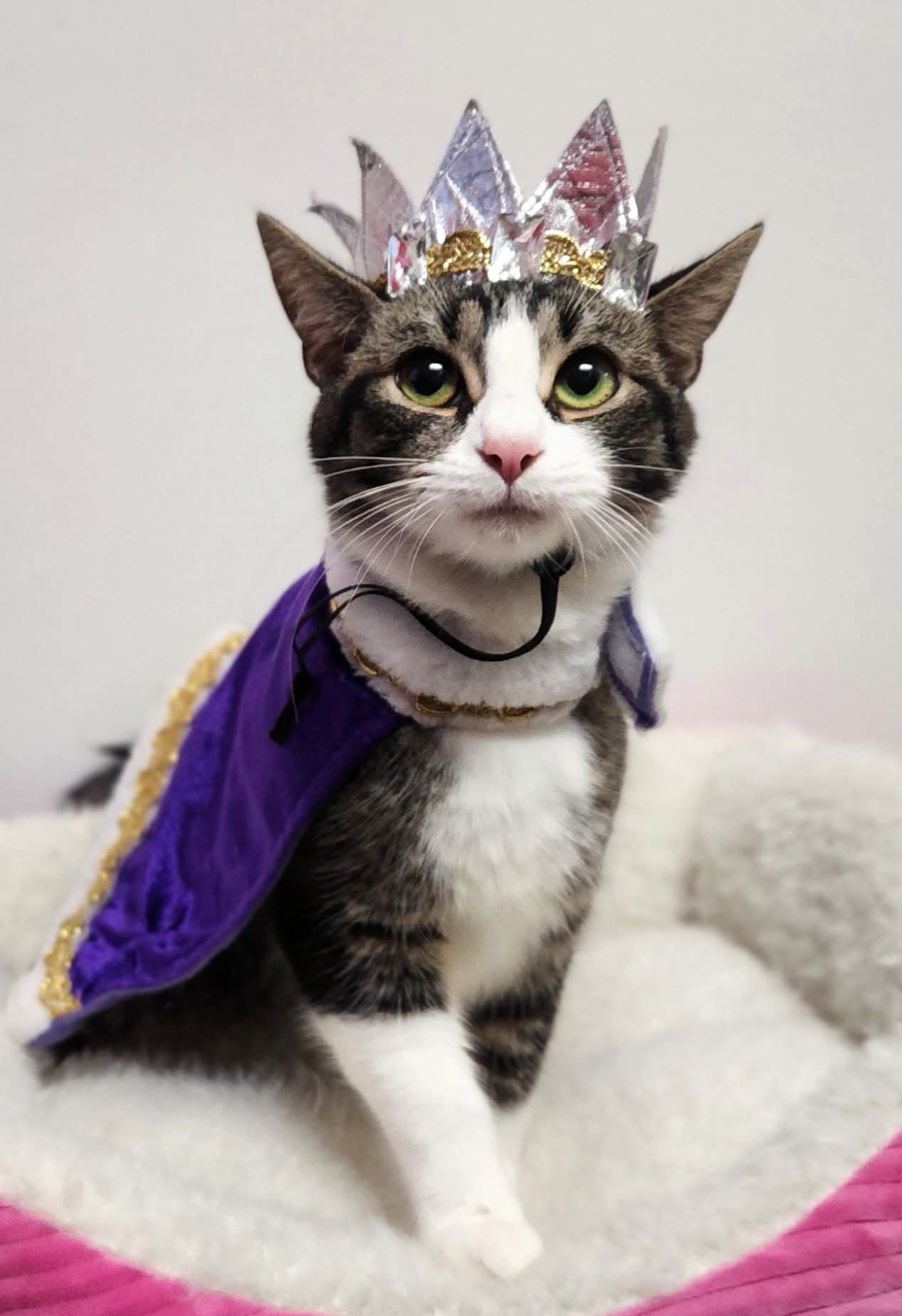 To help you and your furry companion have a fun and safe Howl-o-ween, we’re giving you some tips and tricks! 