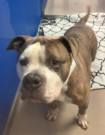 Found pets currently in the care of Halifax Animal Services