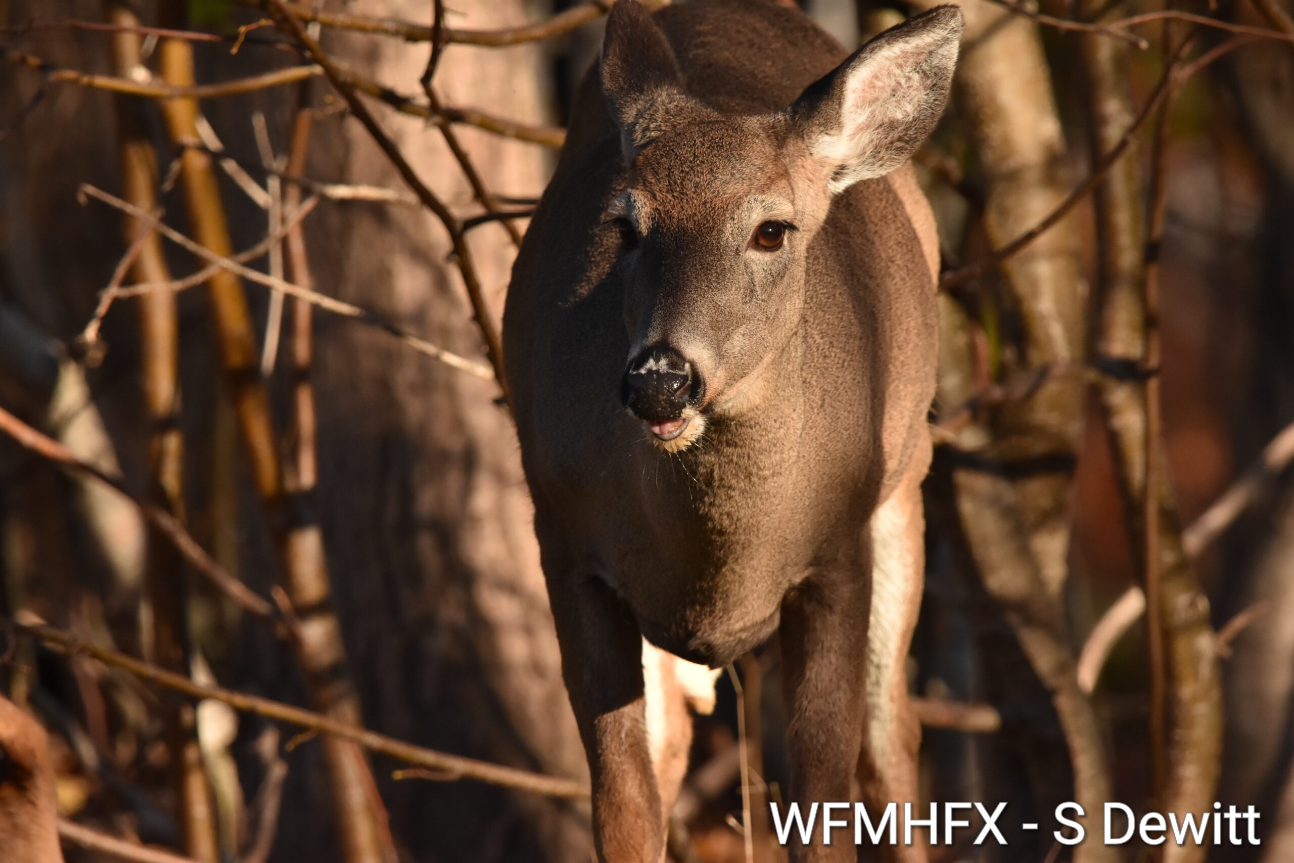 Todays weather for the Halifax area