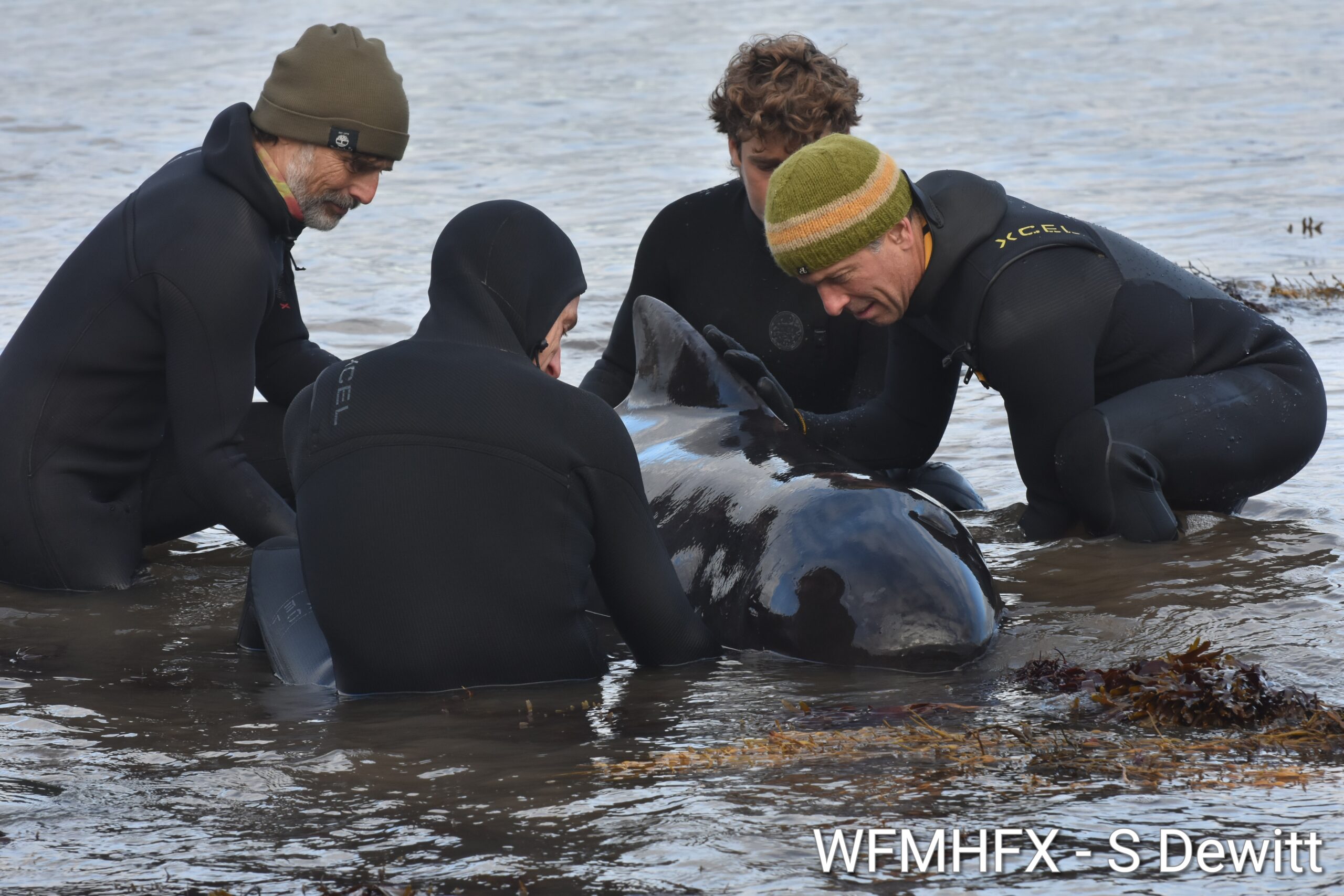 Rescue - Young Pilot Whale Rescued in Cow Bay